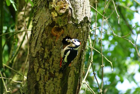 Fauna nature animal