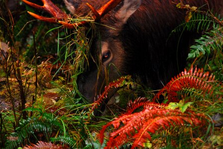 Autumn Elk in the Hoh photo