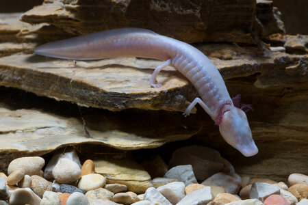Texas Blind Salamander-4