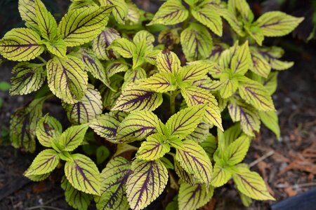 Natural botanical organic