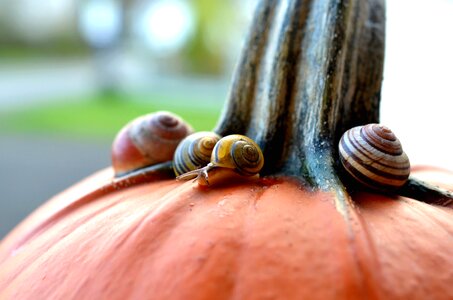 Invertebrate pumpkin snail photo