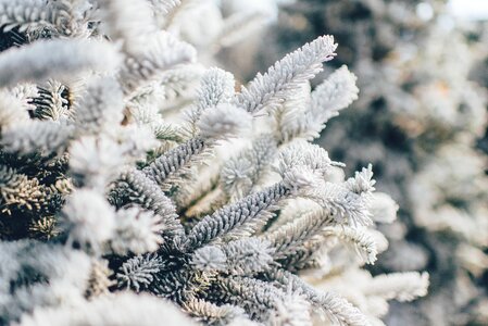 Winter pine nature photo
