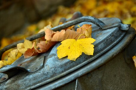 Leaf fall fall foliage fall color photo