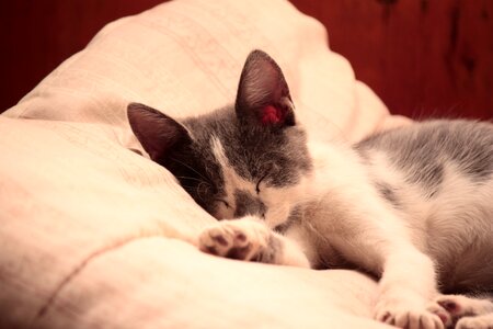 Siamese kitten cat wood