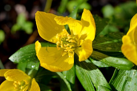 Harbinger of spring flowers yellow photo