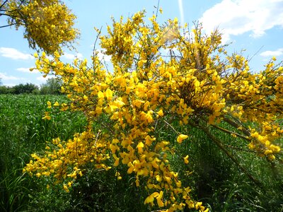 Bush yellow shrub sunshine