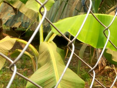 Grid cage banana cultivation