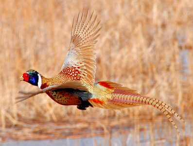 Ring-necked Pheasant photo