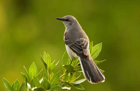 Northern mockingbird-1 photo