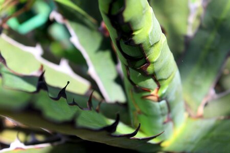 Agave Asparagaceae Aloe vera cactus photo