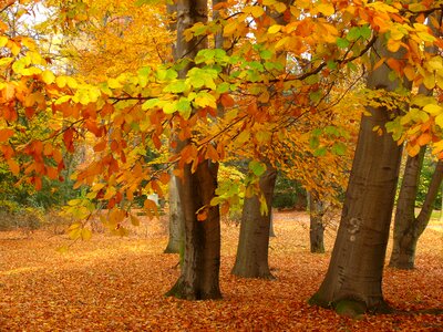 Bench leaf tree photo