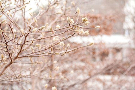 Frost bud willow catkin
