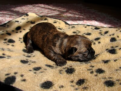 Cairn terriers dog puppy