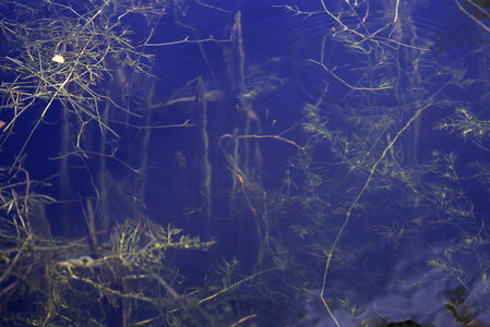 Looking into the water