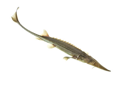 Juvenile yearling pallid sturgeon photo