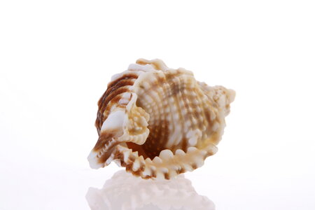 Seashell photo