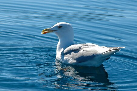 Seagull sea swim