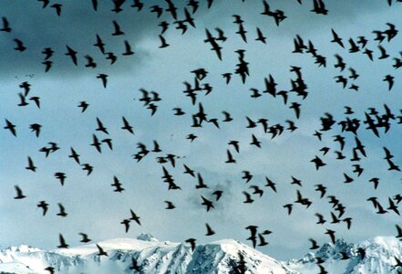 Flock shorebird 