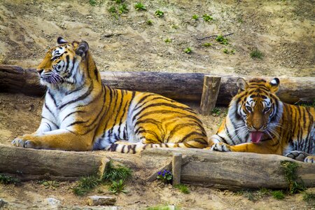 Beast tiger zoo