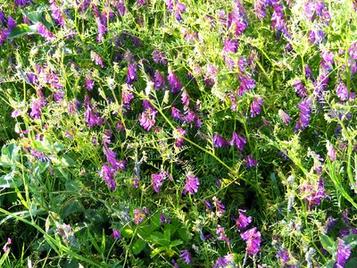 Beautiful Flowers bloom blooming