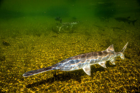 Paddlefish-1