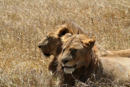 Tanzania africa wildlife photo