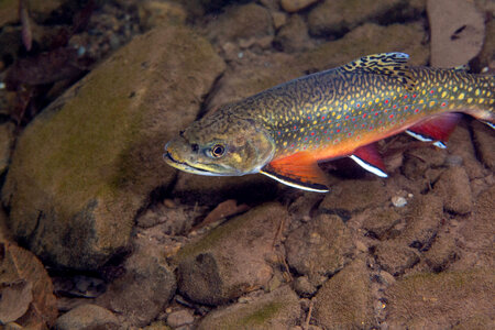 Brook trout-3