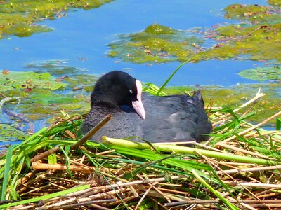 Nest breed animal