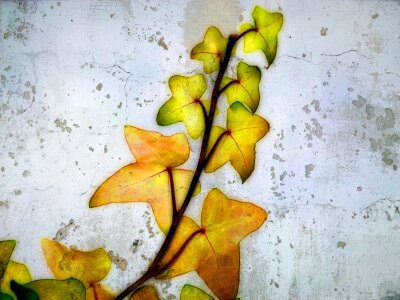 Branch floral flora