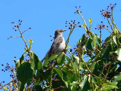 Bouquet Mimus polyglottos 