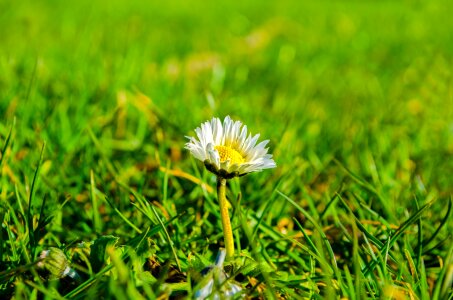 Green floral spring