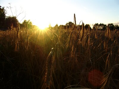 Cereals sunset nutrition