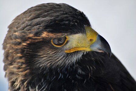 Harris hawk raptor falconry photo