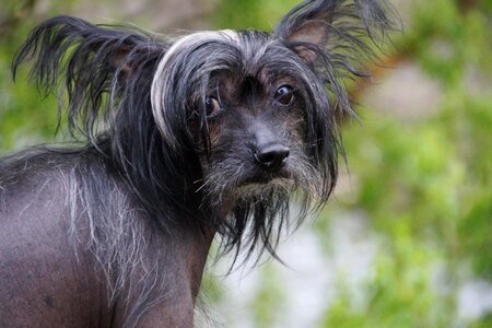 Chinese chocholáč animal pet