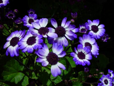 Bloom blue flowers