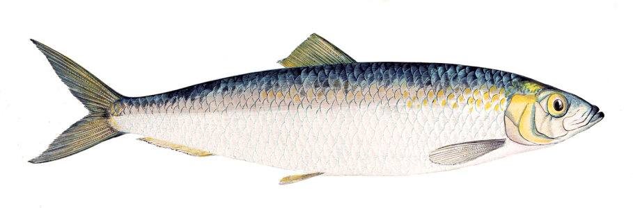 Baltic Herring, a subspecies of Atlantic Herring - Clupea harengus photo