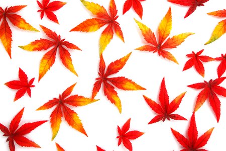 Abstract autumn background photo