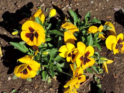 Herb yellow leaf photo