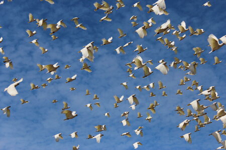 Cockatoo Flock Flying against the Sky photo