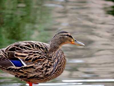 Feather duck bird beak photo