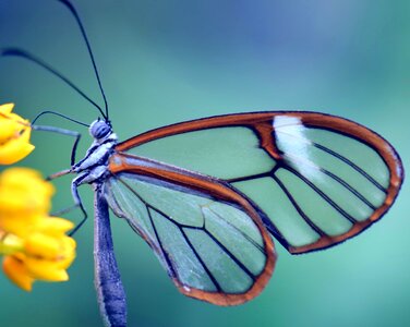 Animal arthropod biology