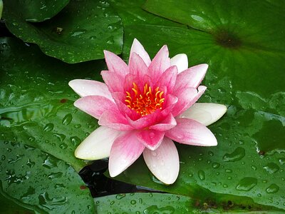 Pink flower pond