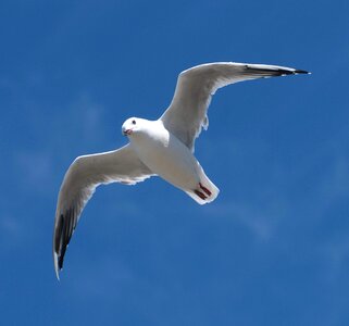 Blue bird flying photo