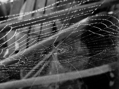 Web spiderweb black photo