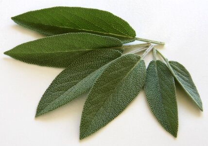 Sage leaves food eat