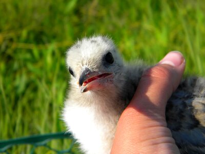 Chick hand photo