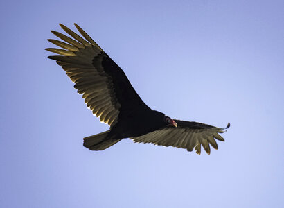 Vulture in flight in full Wingspan photo
