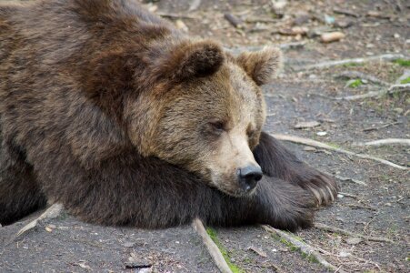 Animals animal rest