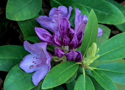 Flower buds shrub bush