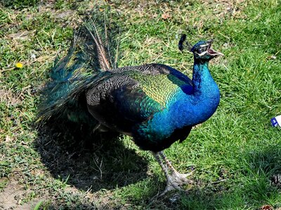 Bird wildlife animal